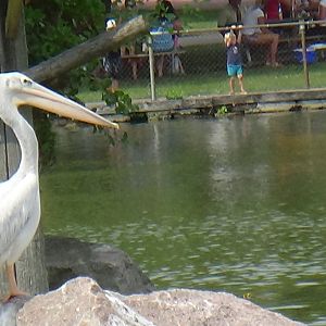 Pink-backed pelican