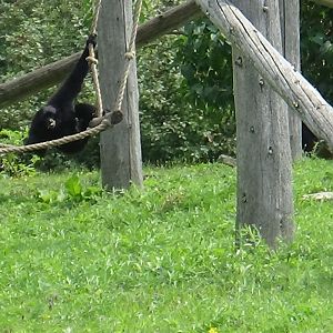 Young siamang