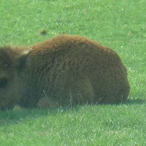 Young bison