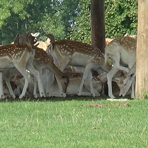 Fallow deer