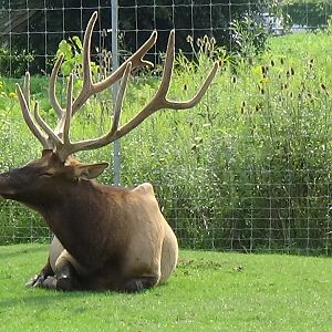 American elk