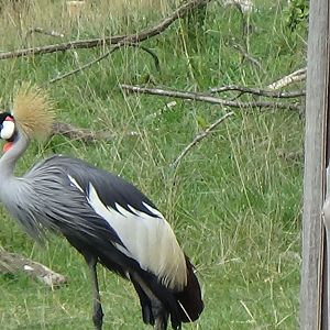 East African crowned crane