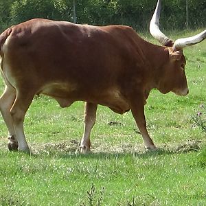 Watusi