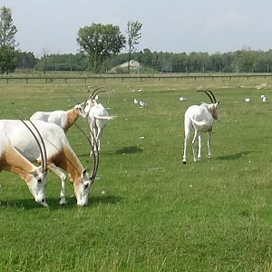Scimitar-horned oryx