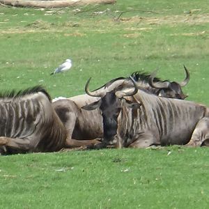 Wildebeest