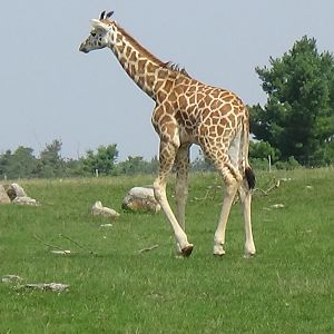 Rothschild giraffe