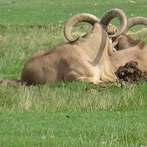 Barbary sheep