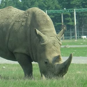 White rhinoceros