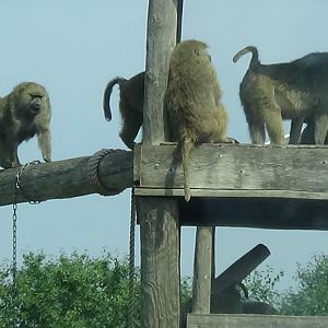 Olive baboons