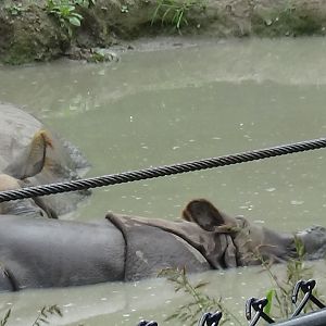 Asha (back) and Kiran (front)