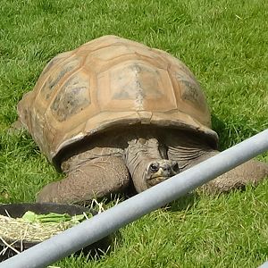 Aldabra giant tortoise