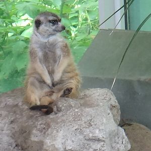 Meerkat