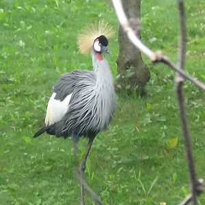 East African crowned crane