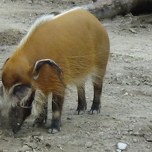 Red river hog