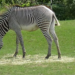 Grevy's zebra