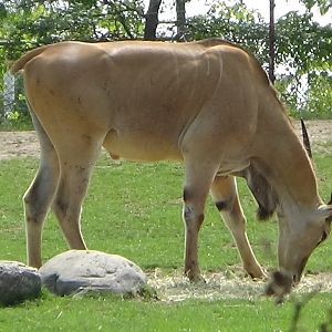 Common eland