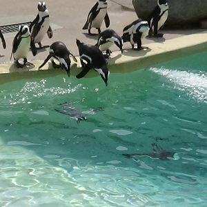 African penguins