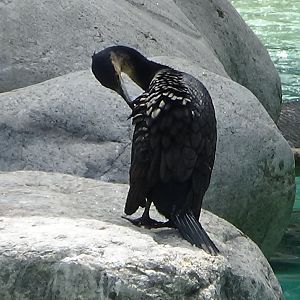 White-breasted comorant