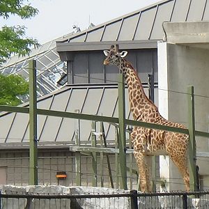 Masai giraffe