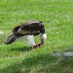 White-headed vulture