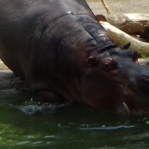 River hippopotamus