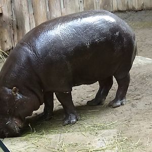 Pygmy hippopotamus