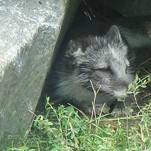 Arctic fox