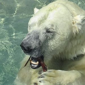 Polar bear