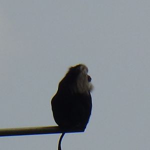 Lion-tailed macaque