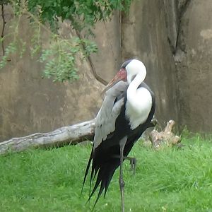 Wattled crane