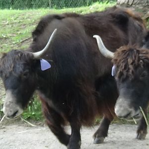 Yak