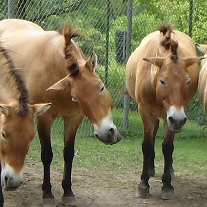 Przewalski's wild horse