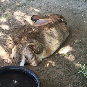 Floofy Flemish Giant