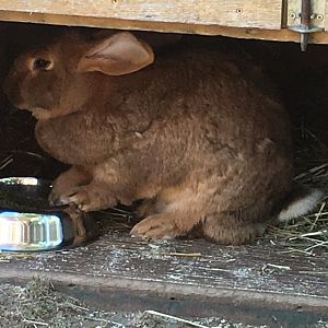 Flemish Giant Rabbit