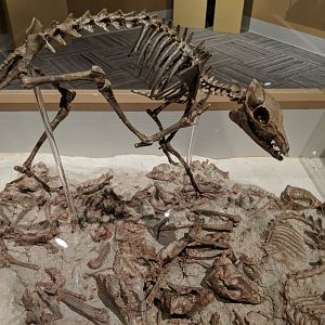 Hypertragulus calcaratus