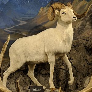 Dall's sheep (Ovis dalli dalli)