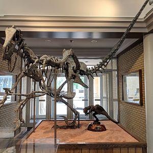 Utahraptor ostrommaysorum