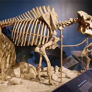 Daeodon shoshonensis