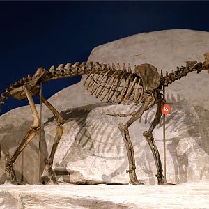 Daphoenodon superbus