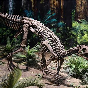 Uteodon aphanoecetes