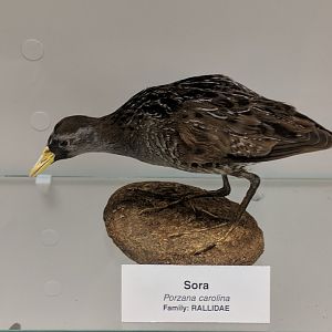 Sora (Porzana carolina)