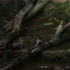Small-clawed Otters