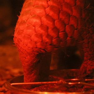 Sunda Pangolin