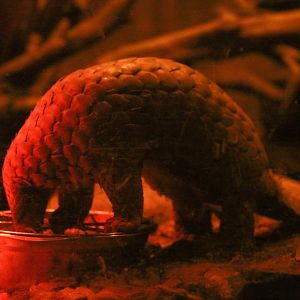 Sunda Pangolin