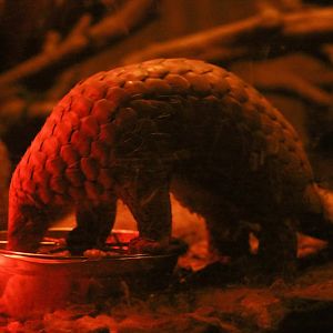 Sunda Pangolin