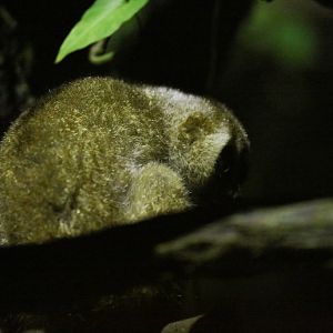 Sunda Slow Loris