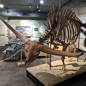 Bison latifrons