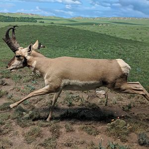 Pronghorn (Antilocapra americana)