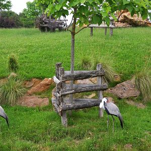 Wattled Cranes at Beauval, 12/06/18