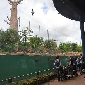 Hippo Viewing at Beauval, 12/06/18